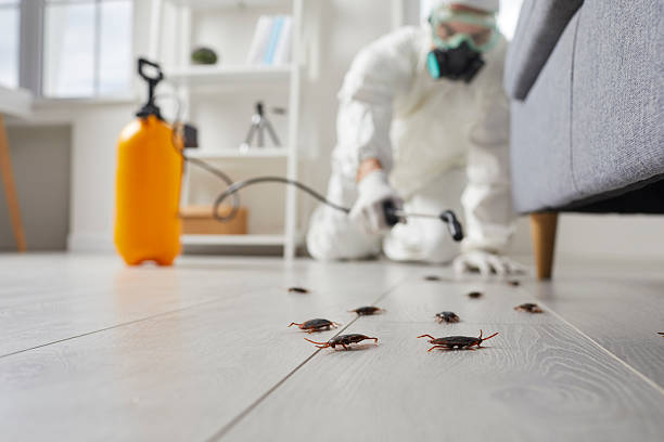 Commercial Kitchen Cockroach Control in Maili